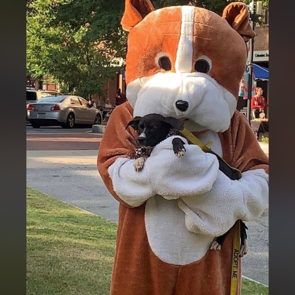 Animal Rescue/ Host - Picture 3 of 12